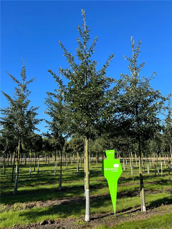 Quercus cerris