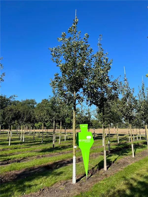 Quercus petraea