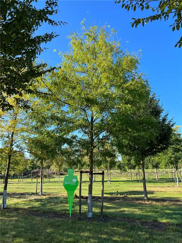 Gleditsia triacanthos inermis