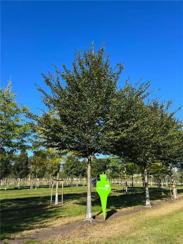 Carpinus betulus