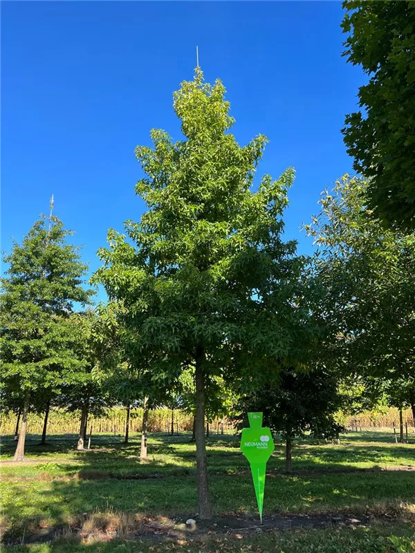 Liquidambar styraciflua