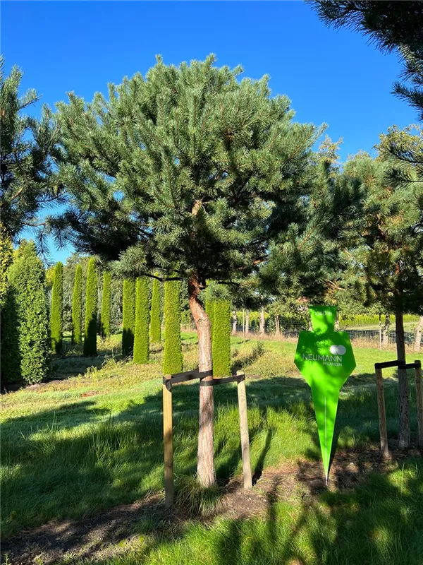Pinus sylvestris