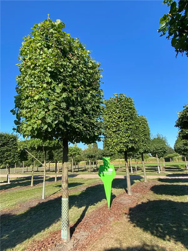 Tilia europaea 'Pallida'