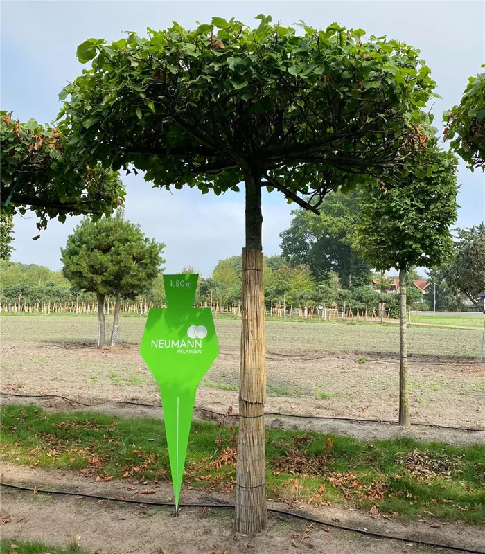 Tilia europaea 'Pallida'