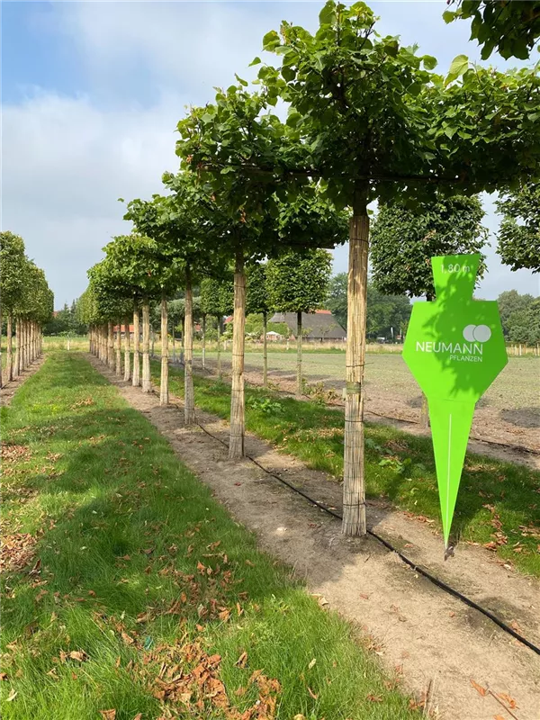 Tilia europaea 'Pallida'