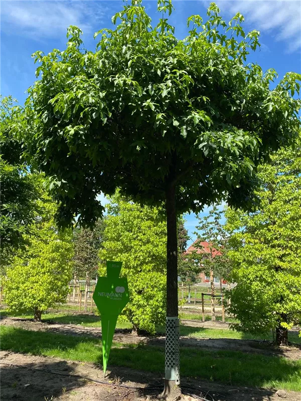 Liquidambar styraciflua