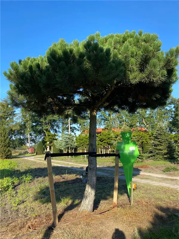 Pinus nigra ssp.nigra