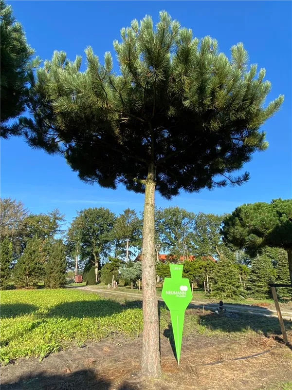 Pinus nigra ssp.nigra