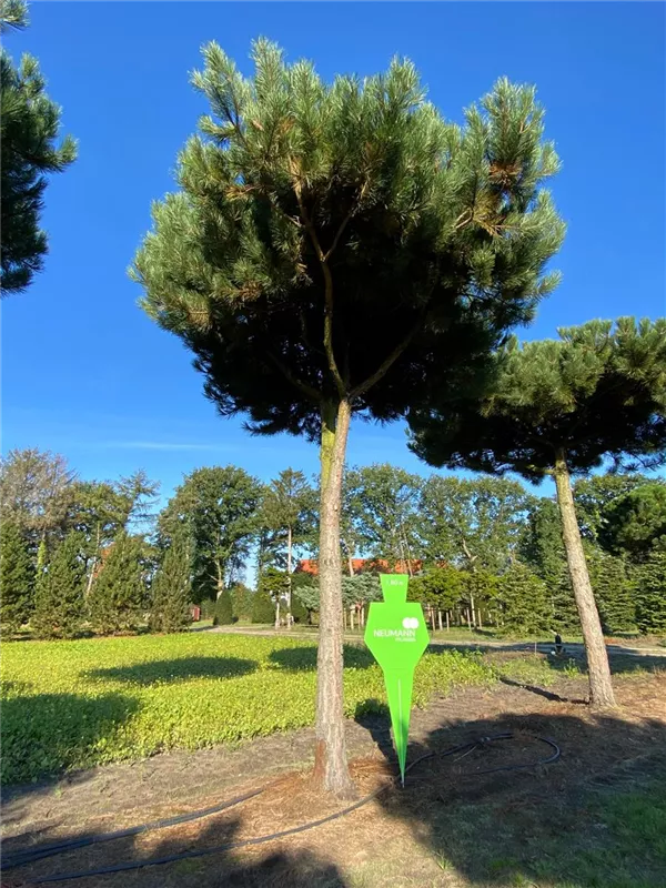 Pinus nigra ssp.nigra