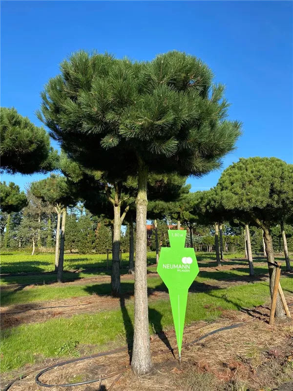 Pinus nigra ssp.nigra
