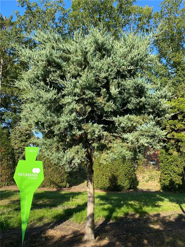 Juniperus virginiana 'Glauca'