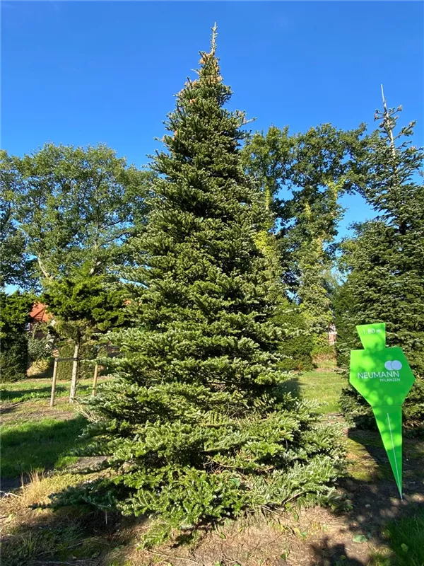 Abies koreana 'Sämling'
