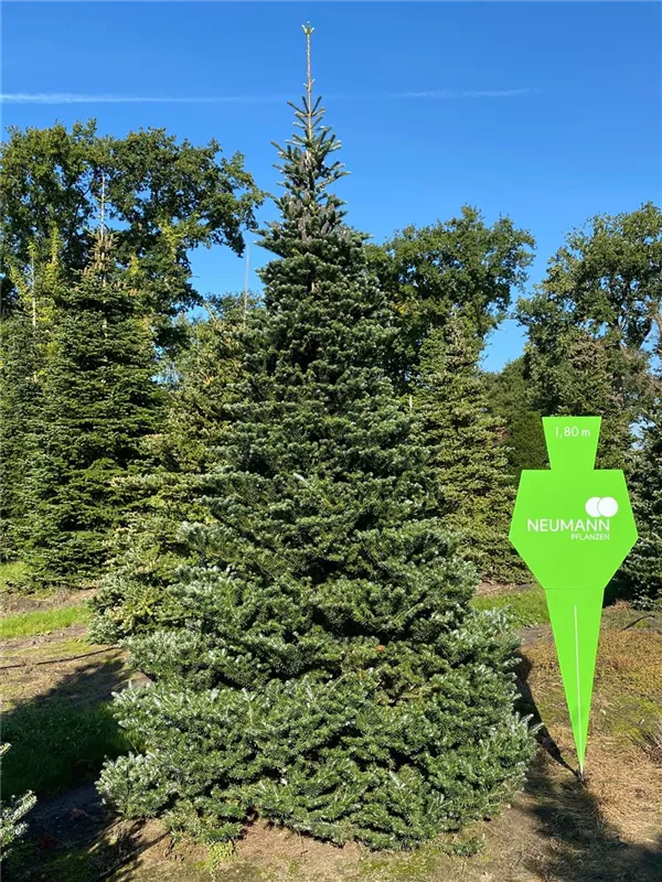 Abies koreana 'Sämling'