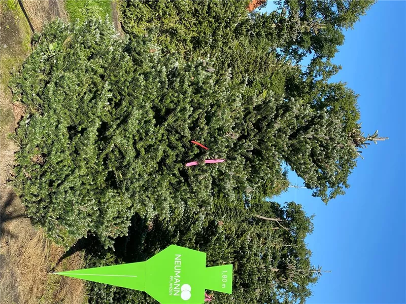 Abies koreana 'Sämling'