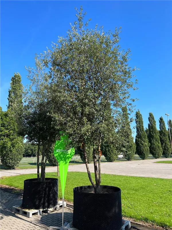 Quercus ilex
