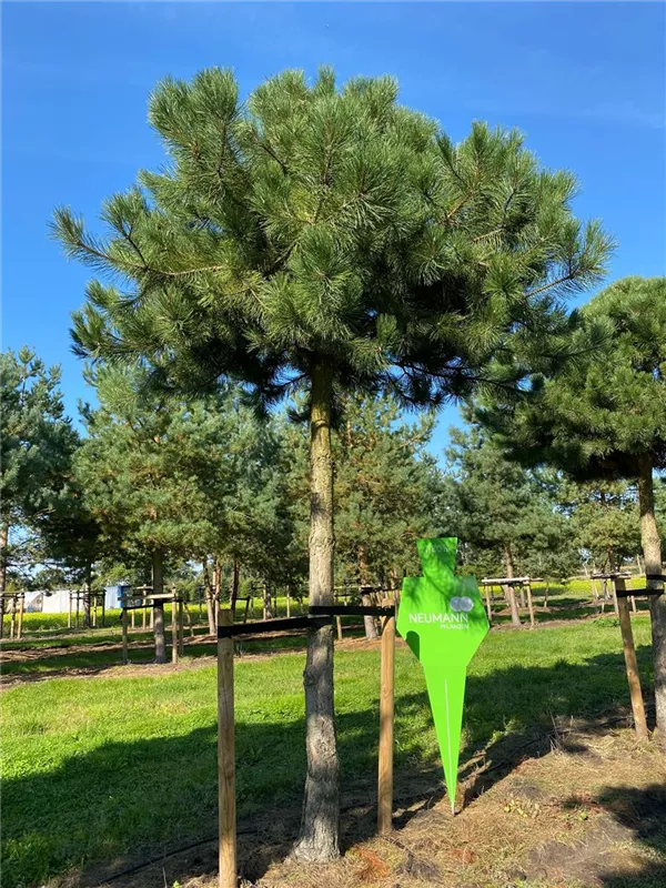 Pinus nigra ssp.nigra