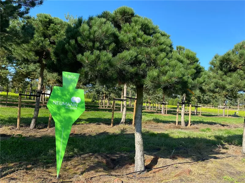 Pinus nigra ssp.nigra