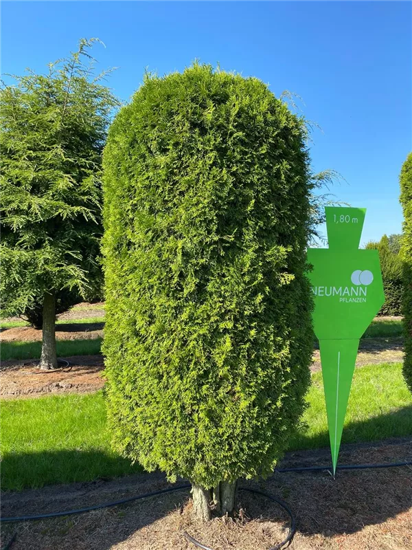 Thuja occidentalis 'Smaragd'