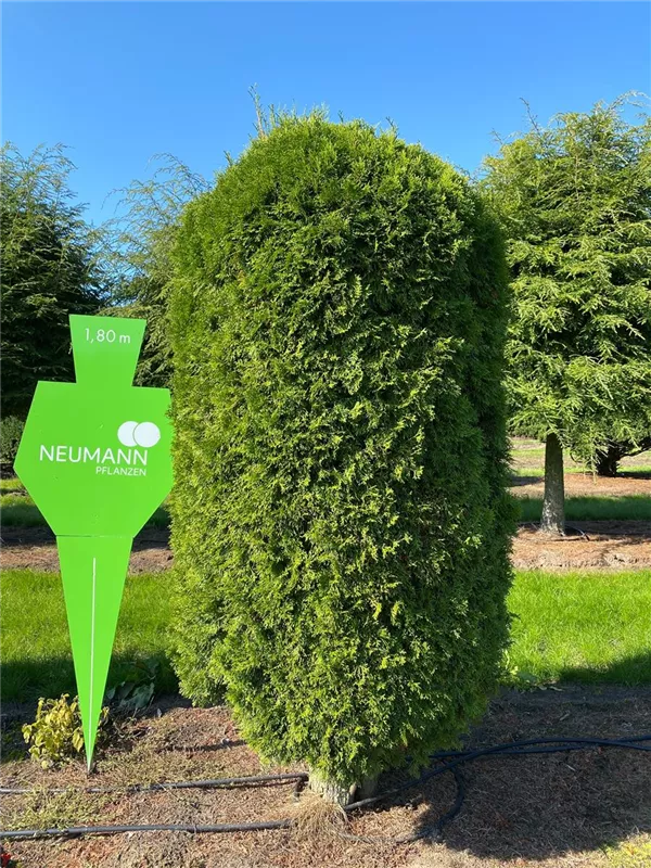Thuja occidentalis 'Smaragd'