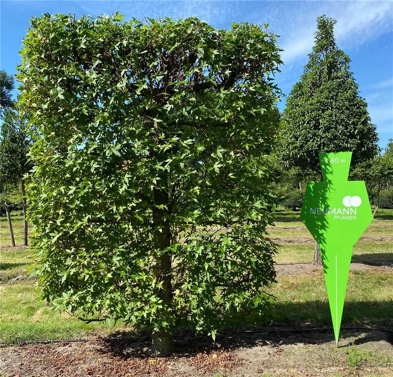 Liquidambar styraciflua