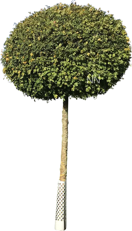Acer campestre 'Nanum'