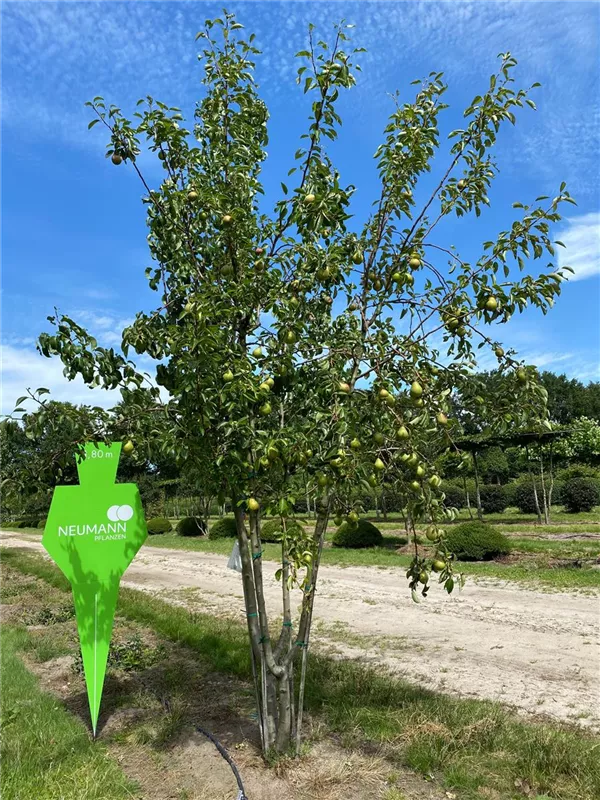 Pyrus com.'Williams Christbirne' CAC