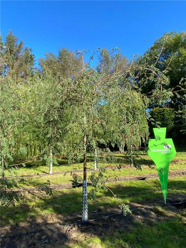 Sorbus aucuparia 'Pendula'