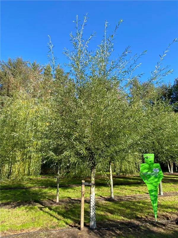Sorbus aucuparia 'Pendula'