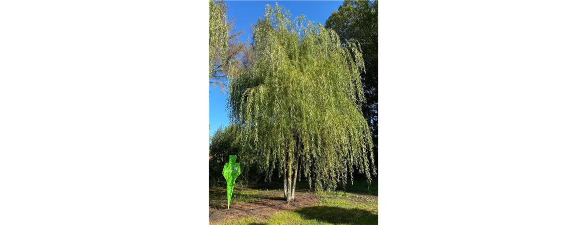 Salix alba 'Tristis', Sol Baum mehrst 5xv mDb 300-400 x 700- 900