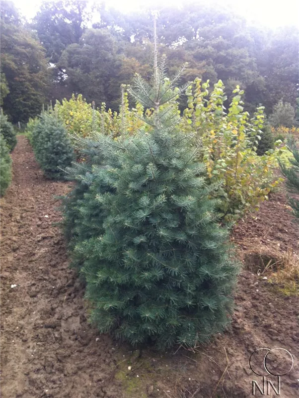 Abies concolor