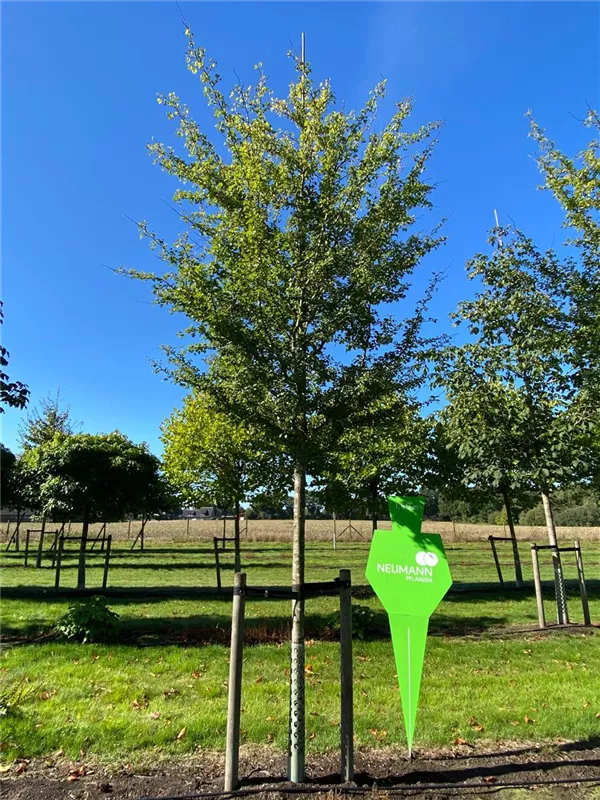 Crataegus laevigata 'Paul's Scarlet'
