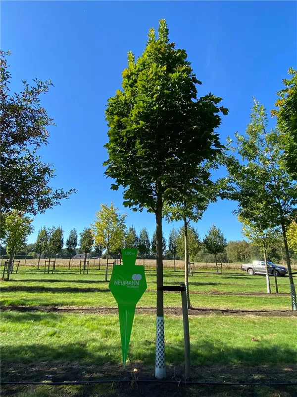 Acer platanoides 'Columnare'
