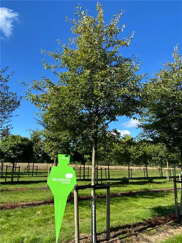 Amelanchier lamarckii