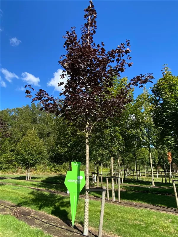 Acer platanoides 'Royal Red'