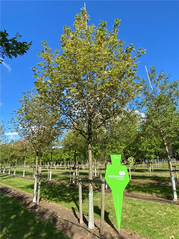 Acer platanoides 'Drummondii'