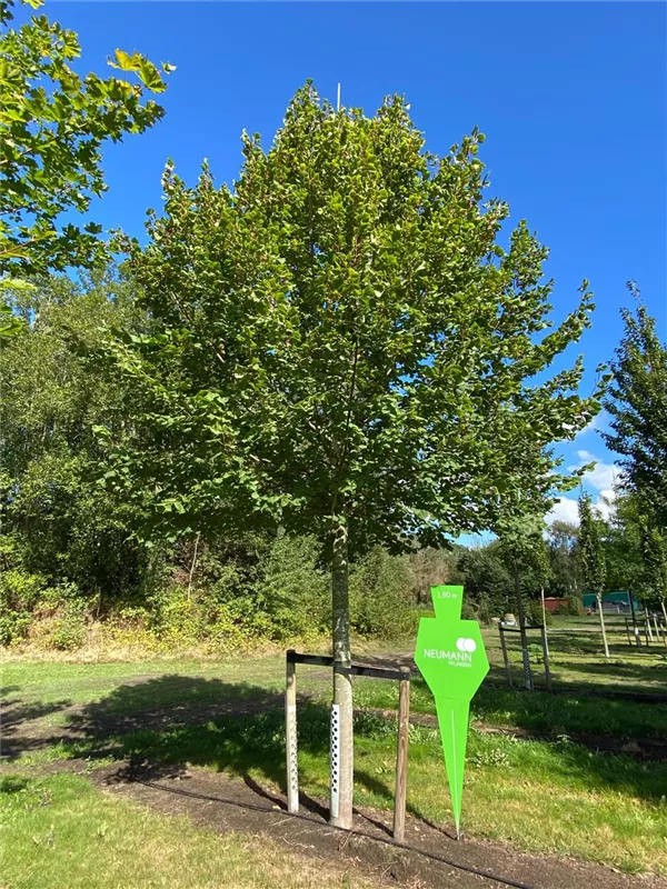 Tilia platyphyllos 'Rubra'