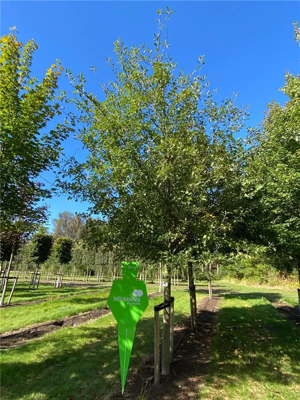 Malus 'Boskoop' CAC Malus 'Boskoop' CAC
