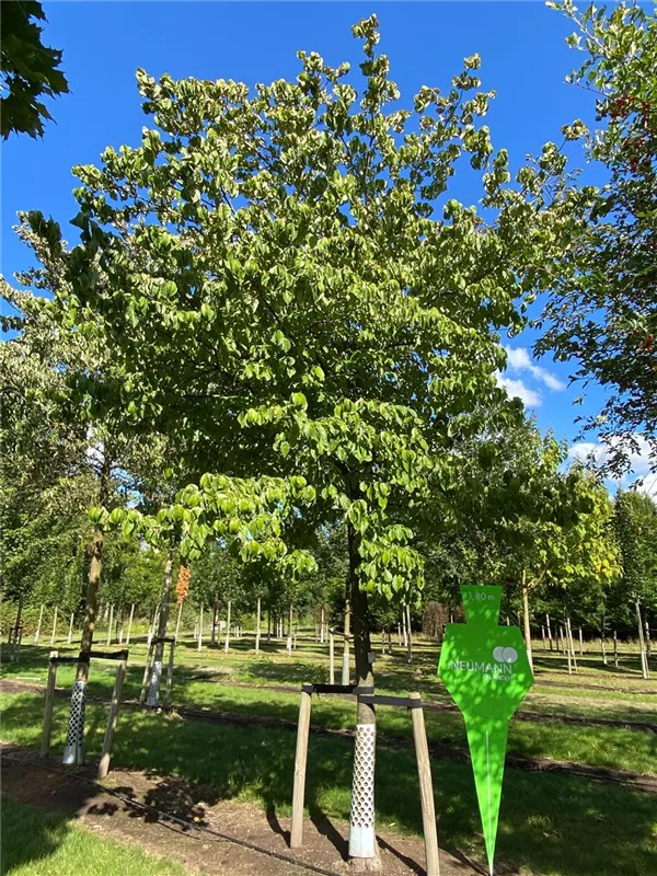 Cornus florida