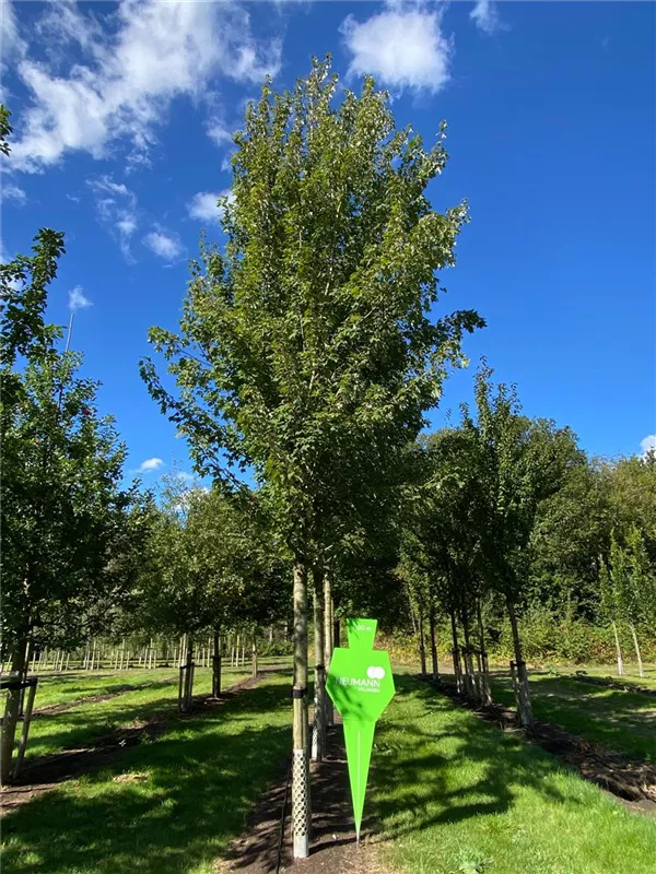 Acer rubrum 'Fairview Flame'
