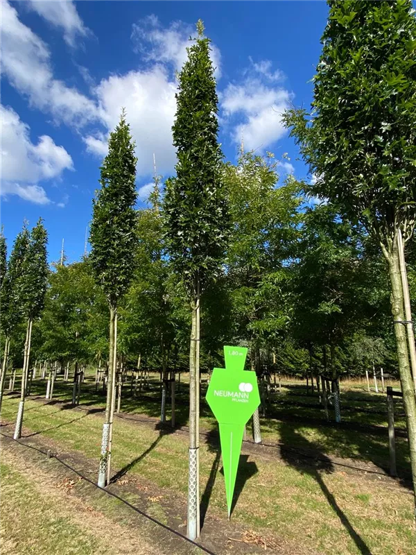 Quercus palustris 'Green Pillar' -R-