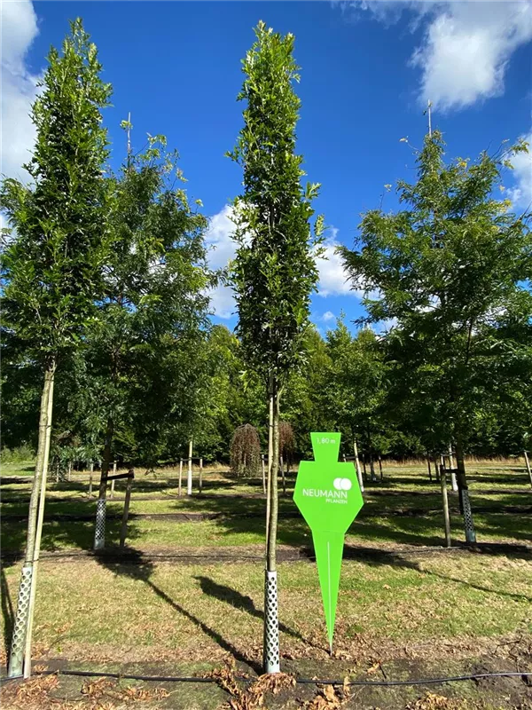 Quercus palustris 'Green Pillar' -R-