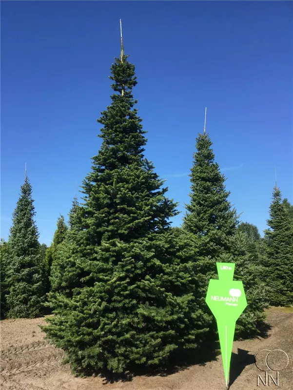 Abies homolepis
