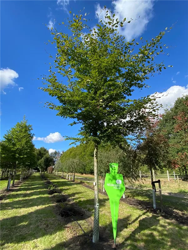 Fagus sylvatica