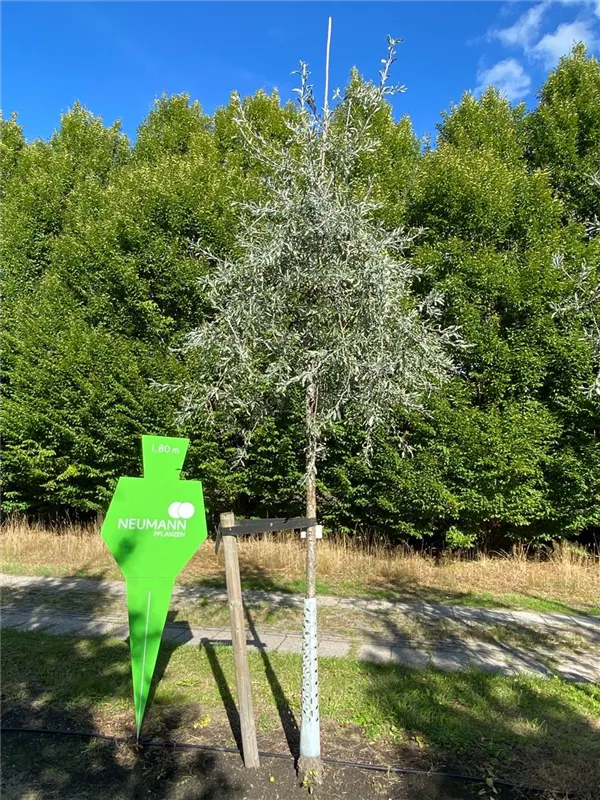 Pyrus salicifolia 'Pendula'