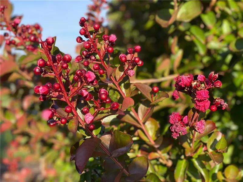 Lagerstroemia indica 'Tuscarora'