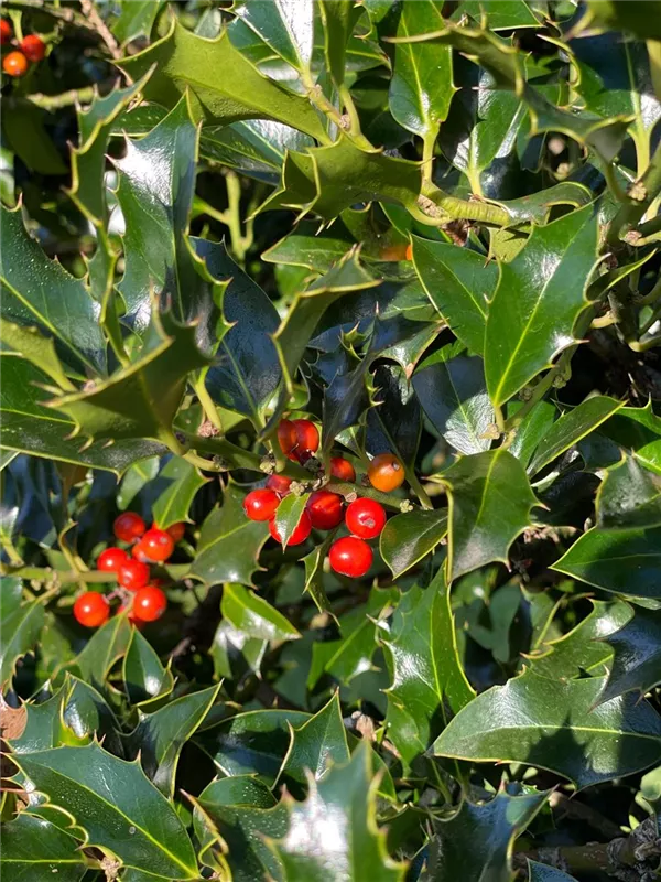 Ilex aquif.'Alaska'