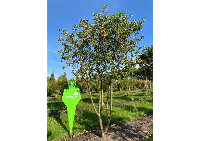 Zierapfel 'Butterball'
