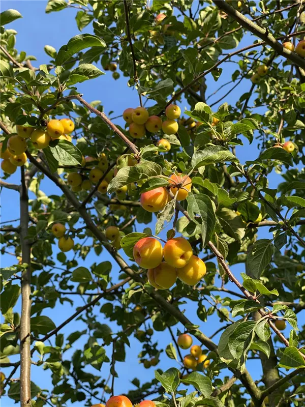 Malus 'Butterball'