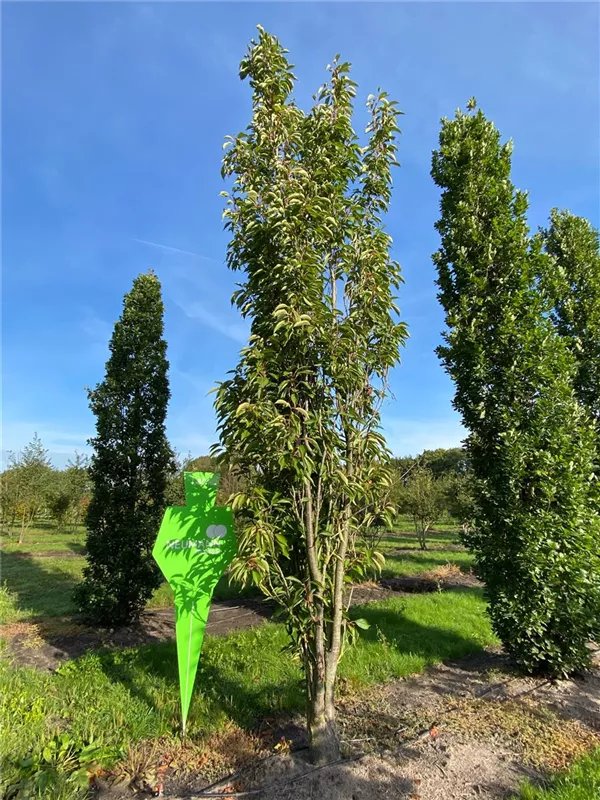 Prunus serrulata 'Amanogawa'