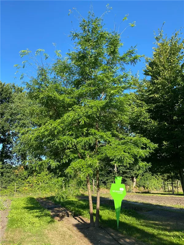 Gleditsia triacanthos 'Skyline'